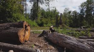 How Our Tree Care Process Works  in  Norcross, GA