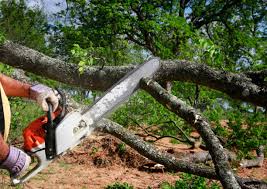 Best Arborist Consultation Services  in Norcross, GA